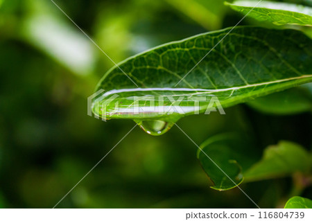 Water drop on green tropical plant leaf Water drop on green tropical plant leaf 116804739