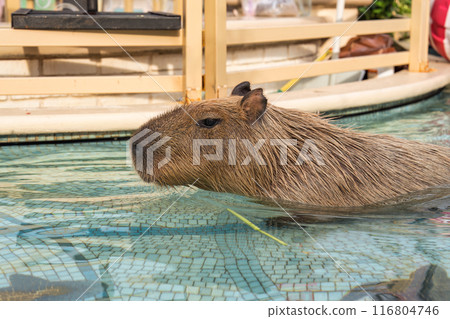 Capybara is the largest rodent sitting in the pool Capybara is the largest rodent sitting in the pool 116804746