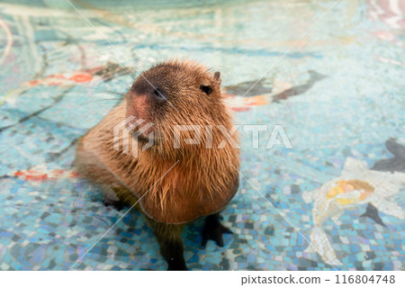 Capybara is the largest rodent sitting in the pool 116804748