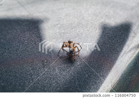 Curious tiny spider arthropod with eight legged Curious tiny spider arthropod with eight legged 116804750