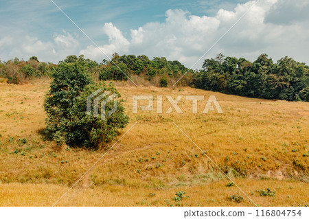 Landscape hills and fields with one big tree of Khao Yai, Thailand. Landscape hills and fields with one big tree of Khao Yai, Thailand. 116804754
