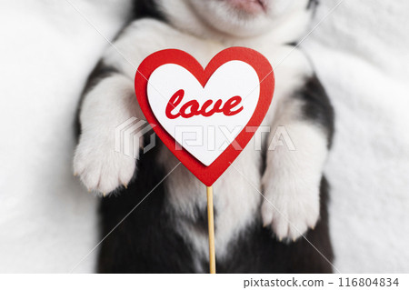 Adorable Puppy Holding a Love Heart Sign, Perfect for Valentines Day 116804834