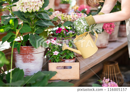 A woman waters plants in a greenhouse, surrounded by potted flowers and greenery close-up 116805157