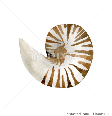 Watercolor underwater sea shell illustration. Hand drawn nautical element, marine style stripped shell for textile, poster, packing design. Sea and water love Watercolor underwater sea shell illustration. Hand drawn nautical element, marine style stripped shell for textile, poster, packing design. Sea and water love 116805192