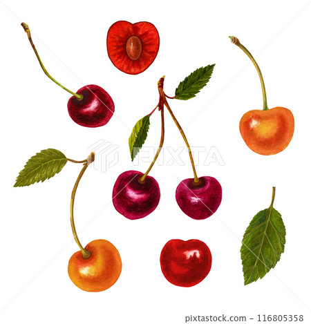 Fresh ripe cherry with leaves elements set. Watercolor hand drawn illustration, isolated on white background 116805358