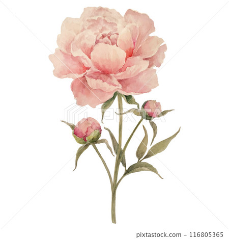 Watercolor Peony Flower Twig Watercolor Peony Flower Twig 116805365