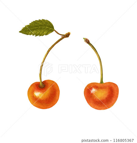 Watercolor cherry isolated on white background. 116805367