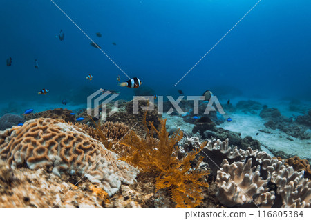 Underwater scene in sea with coral reef and groups of fish 116805384