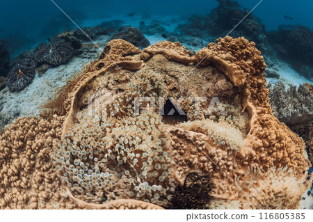 Underwater scene in sea with coral reef and groups of fish 116805385