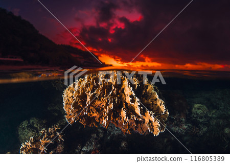 Seascape with coral underwater and colorful bright sunrise, split view over-under water surface Seascape with coral underwater and colorful bright sunrise, split view over-under water surface 116805389
