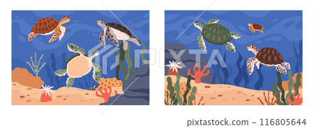 A set of two illustrations depicting underwater scenes with spotted sea turtles swimming among coral and algae 116805644