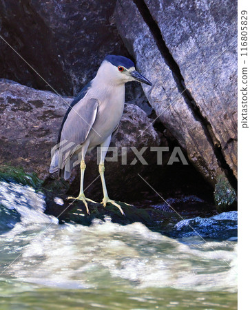 Black-crowned night heron on the border of the river with nice rocks as background 116805829