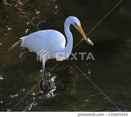 Great Egret eating a fish in the river, Quebec, Canada 116805830