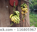 Suspended banana 116805967