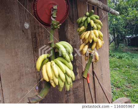 Suspended banana Suspended banana 116805967