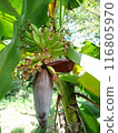 Banana flowers 116805970