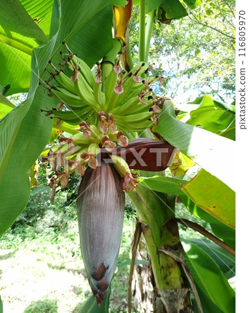 Banana flowers Banana flowers 116805970