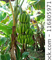 Bananas to become trees 116805971