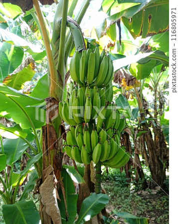 Bananas to become trees Bananas to become trees 116805971