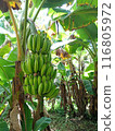 Bananas to become trees 116805972