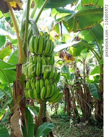 Bananas to become trees Bananas to become trees 116805972