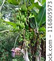 Hanging bananas and banana flowers 116805973