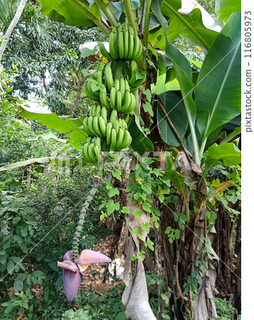 Hanging bananas and banana flowers Hanging bananas and banana flowers 116805973