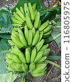 A large bunch of harvested Guinea bananas 116805975