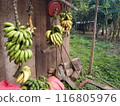 Banana bunches hanging under the eaves 116805976