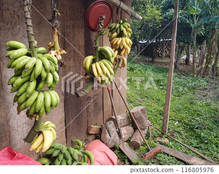 Banana bunches hanging under the eaves Banana bunches hanging under the eaves 116805976