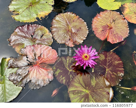 Purple lotus blooming flower in the pond with green leaf background. Purple lotus blooming flower in the pond with green leaf background. 116805977