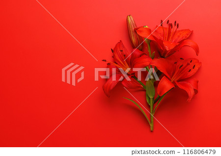 Red lily flowers set against a striking red background 116806479