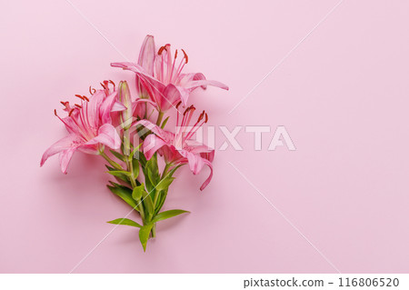 Pink lily flowers set against a striking pink background 116806520