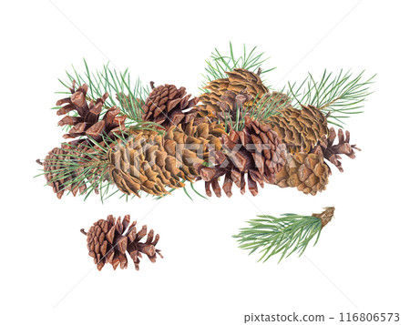 Brown Pinecones and green pine branches. Heap of winter decor. Evergreen with cones. Watercolor illustration. For nature themed projects, seasonal designs, educational materials about botany 116806573