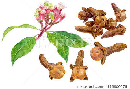 Clove watercolor illustration set Clove watercolor illustration set 116806676