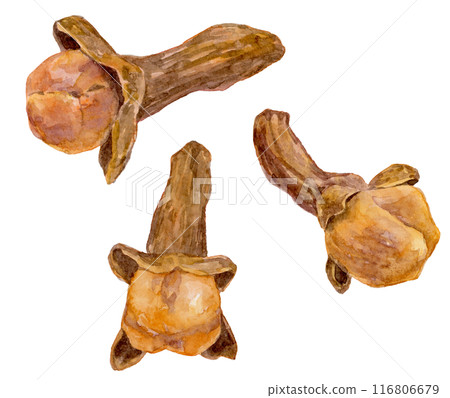 Clove watercolor illustration 116806679