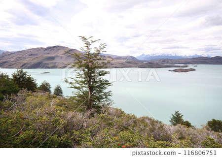 Nature in Patagonia Chile Nature in Patagonia Chile 116806751