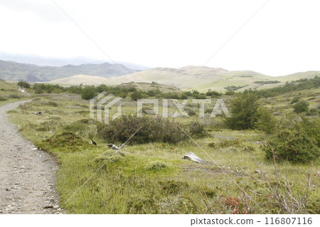 Nature on w trek, Patagonia 116807116