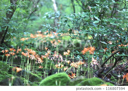 新鮮的狐狸conser 116807394