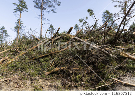 pine forest in Europe during the logging of pine logs pine forest in Europe during the logging of pine logs 116807512
