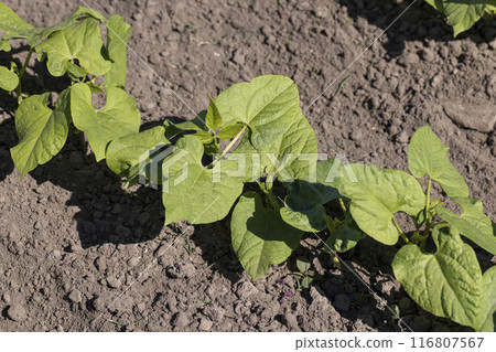 a field with peppers in the summer season 116807567