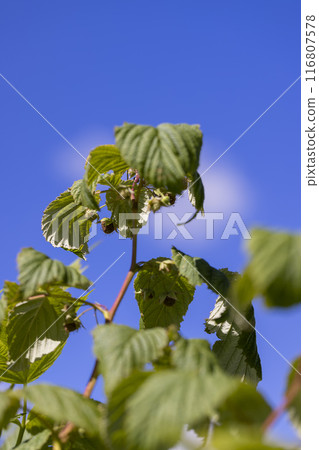 raspberry bush in the garden before the berries ripen 116807578