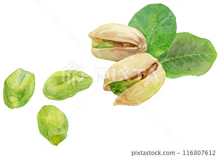 開心果水彩插圖 116807612