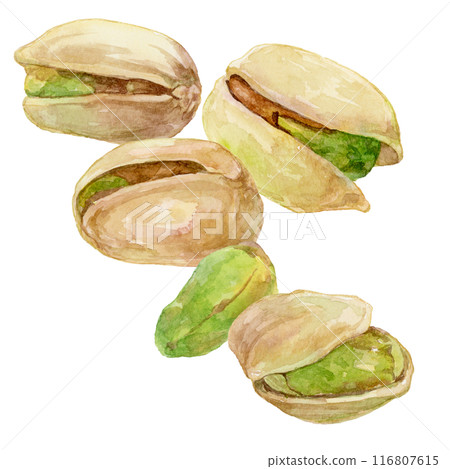 開心果水彩插圖 116807615