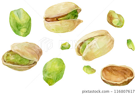Pistachio multiple scattered watercolor illustration Pistachio multiple scattered watercolor illustration 116807617