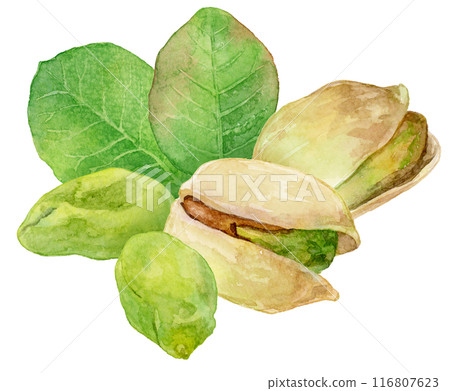 Pistachio illustration painted by watercolor Pistachio illustration painted by watercolor 116807623