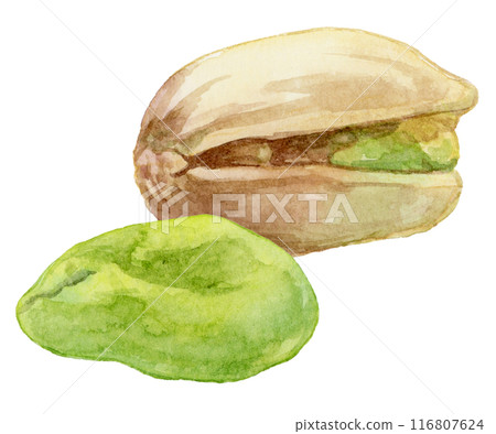 開心果水彩插圖 116807624