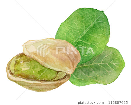 帶有殼開心果水彩畫的插圖 帶有殼開心果水彩畫的插圖 116807625