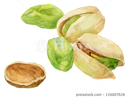 Watercolor illustration of pistachios, with and without shells 116807626