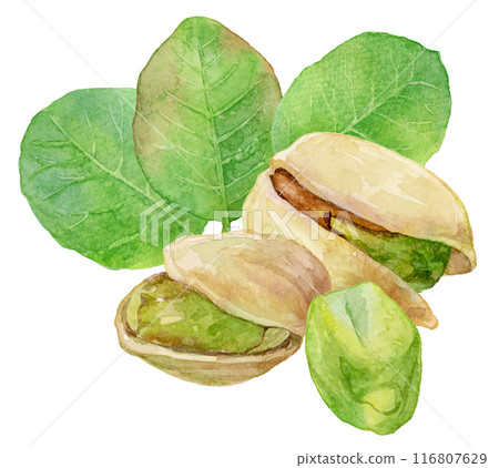 Pistachio beans and leaves watercolor illustration 116807629